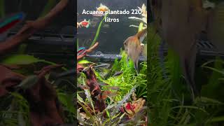 Acuario plantado 220 litros CO2 Pez Besador verde [upl. by Tran]