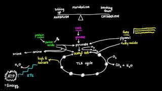 Basics of Metabolism [upl. by Kenley]