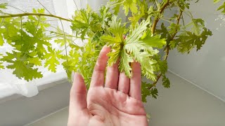 Oma hatte diese Pflanze immer auf der Fensterbank Sie ersetzte ihr viele Mittel [upl. by Schlesinger832]