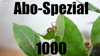 1000 AboSpezial Acromyrmex octospinosus [upl. by Ocnarf]