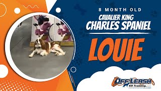 Cavalier King Charles Spaniel 8 Month Old Louie  Two Week BNT Best Dog Trainers Northern VA [upl. by Erlinna]