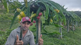 Com quanto tempo a pitaya produz Pitayal com um ano produzindo [upl. by Nata]