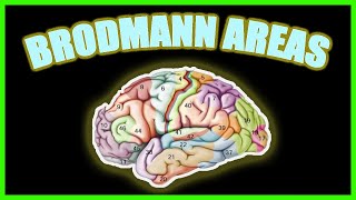 What Are Brodmann Areas 😱😮❗ 1 min ⏰ NEUROPSYCHOLOGY [upl. by Sinnek]