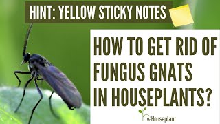 How To Get Rid Of Fungus Gnats In Houseplants HINT Yellow Sticky Notes [upl. by Poppas]