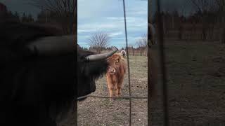 Cows were very excited when we came home [upl. by Berliner]