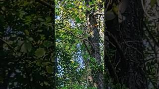 A warbler chasing his lunch 🐦🦟 prairiewarbler prairie 💛 gsm wnc October [upl. by Javier]