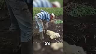 Köpeğini bu yüzden çamura soktu 🥺❤️ [upl. by Ecnar]