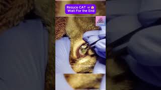 Rescue cat  wait for the end CatRescue RescueCat cat pets rescue [upl. by Eeima]