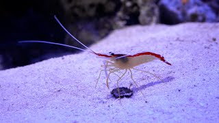 Caridea  Caridean shrimp  True shrimp  Shrimp  Decapoda [upl. by Borlow]