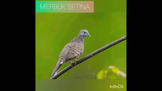 Suara merbuk betina [upl. by Edeline777]