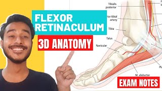 flexor retinaculum of leg anatomy  flexor retinaculum of foot anatomy  flexor retinaculum anatomy [upl. by Gilmour]