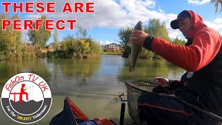 Baitech Rodmasters Day Three  Live Match Fishing  Lindholme Lakes [upl. by Hterag]