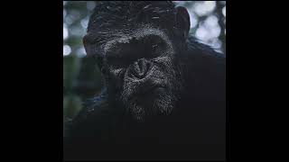 Planet of the apes  Caesar 4K edit edit viral youtube 4k [upl. by Iat]