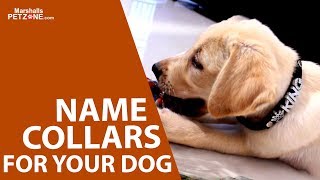 Best Name Collars for Dogs  Shop Online marshallspetzone [upl. by Enalahs193]