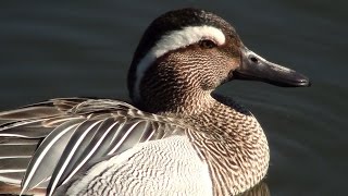 Cerceta carretona Spatula querquedula Garganey [upl. by Hpotsirhc569]