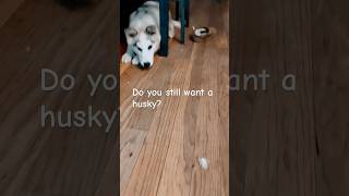 Life With A Husky Puppy 🐶  Will You Want A Husky After Seeing This husky huskypuppy life [upl. by Amliw]