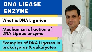 DNA ligase enzyme and its mechanism of action  Examples of DNA ligases in prokaryotes amp eukaryotes [upl. by Thea]