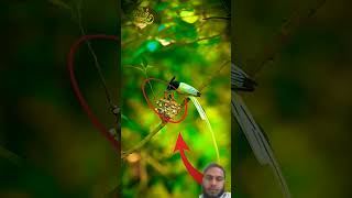 Mashallah quraan Hakeem Islam birds nature beautiful love animals quran quranrecitation [upl. by Nawed]