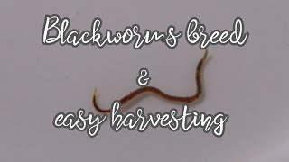 Blackworm Culture Setup how I breed and easy harvest [upl. by Agathe92]