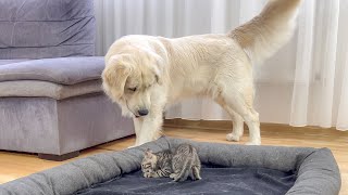 Golden Retriever Reaction to a Playful Kitten Occupying his Bed [upl. by Patton]