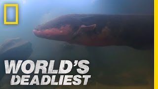 SixFoot Electric Eel  Worlds Deadliest [upl. by Llereg]