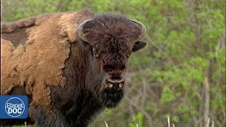 El bisonte americano Wood Buffalo  Documental Completo [upl. by Humfrey345]