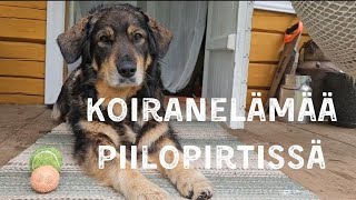 Koiranelämää piilopirtissä [upl. by Vasos807]