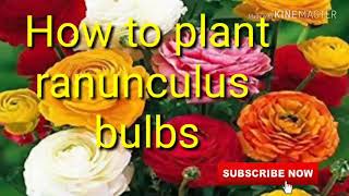 How to plant RANUNCULUS bulbs in winter [upl. by Wilda953]