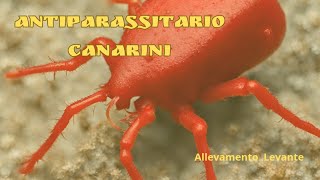 Antiparassitario Canarini [upl. by Roxi]