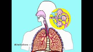 Sistema Respiratório  Respiratory System We have an English translation of this video [upl. by Dever]