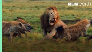 Lion Trapped by Clan of Hyenas  Dynasties  BBC Earth [upl. by Adeehsar315]