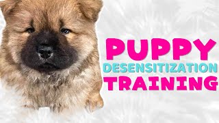 Desensitize your Puppy  Puppy Training  Sound Triggers [upl. by Sremlahc]