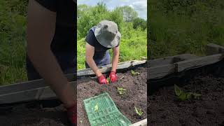 Planting Jerusalem Artichokes in Our Vegetable Garden in the UK [upl. by Bausch]