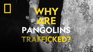 Find Out Why Pangolins Are Trafficked With National Geographic Explorer Charles Emogor [upl. by Nallak450]