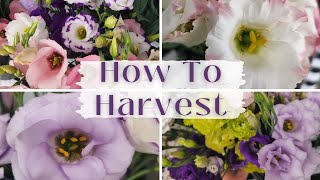 How To Harvest Lisianthus  Harvesting Lisianthus Flowers  Lisianthus from Seed  Flowers Candace [upl. by Gwendolin]