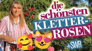 Kletterrosen Special SUPER mit SchnittAnleitungen [upl. by Anin]