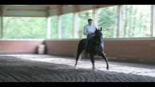 Gaited Horse Dressage Lateral cues in gait [upl. by Atse671]