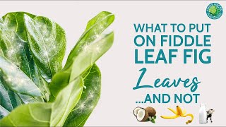 How to Make Your Fiddle Leaf Fig Leaves Really Shiny  Fiddle Leaf Fig Plant Resource Center [upl. by Zetnahs810]