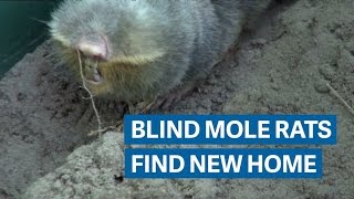 This cute mole rat may go extinct beneath Hungarys refugee fence [upl. by Tterraj115]