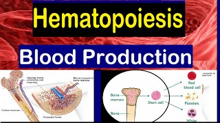 Blood cell formation  Bone Marrow amp Hematopoiesis  2 mins [upl. by Britney]