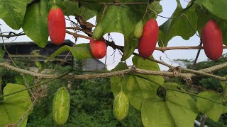 Coccinia grandis  eating raw ivy gourd ripe and unripe in Yogyakarta [upl. by Ymaral]