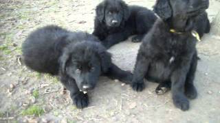 Black Golden Retrievers for Sale Terrell Tx [upl. by Cohla]