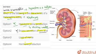 Which of the following is the characteristic of a metanephric kidney [upl. by Amikay]