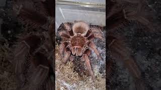 Theraphosa apophysis big female [upl. by Romeo446]