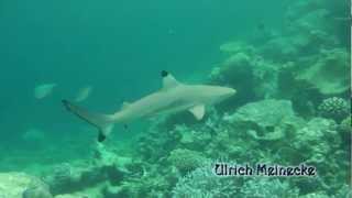 Maldives Blacktip reef shark  SchwarzspitzenRiffhai [upl. by Lamee]