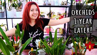 Orchids I bought a year ago  How are they today  Orchid Haul Watch Season 2 UPDATE [upl. by Ecyle548]