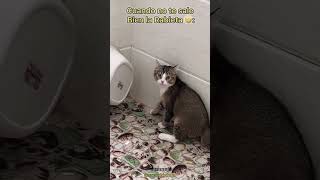 Gato Enojado por su Comida 🥘 Final inesperado 🤣😹🙊 [upl. by Huan505]