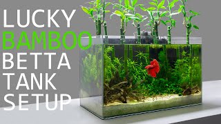 Building a Lucky Bamboo Betta Aquarium [upl. by Corkhill]