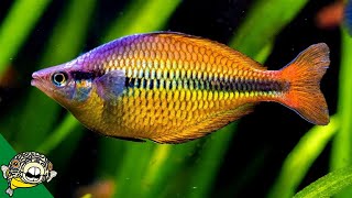 Rainbowfish Fish Room  Gary Lange  Aquarium CoOp [upl. by Naujed]