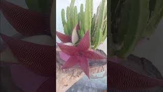 Stapelia suculents plants video garden flowers greenplants [upl. by Joan]